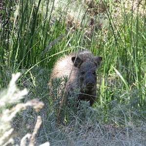 Javelina