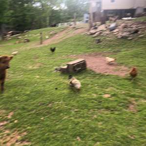 BeaverWood Farm