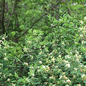 Some of the plants growing in the wooded area