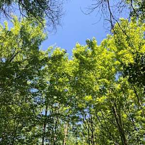 Trust in Nature
