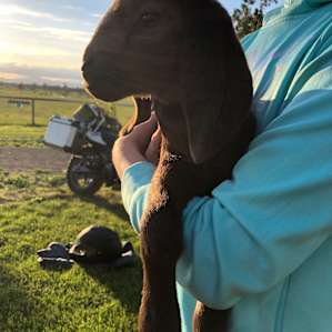 Baby goat