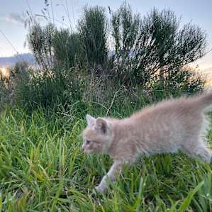 Cute kitten