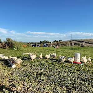 Chickens on the farm