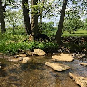 Stream Side Peninsula Tent Site