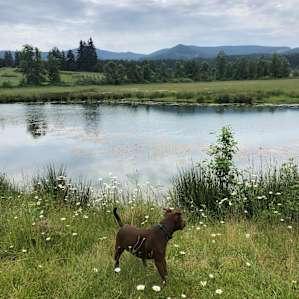 Camp by the pond