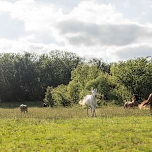 Warriors o' Rainbow Horse Sanctuary