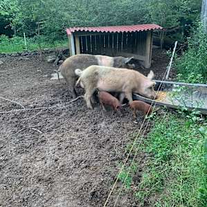 Crossroads Farm