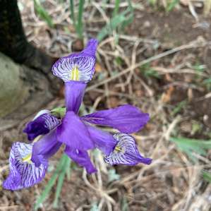 Irises were blooming!