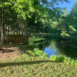 Firefly Woods