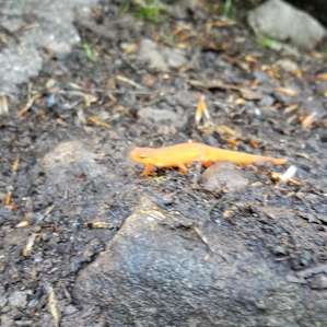 Taino Woods Sanctuary (upper camp)
