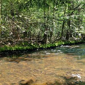 Taino Woods Sanctuary (upper camp)