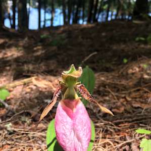 Lady Slipper