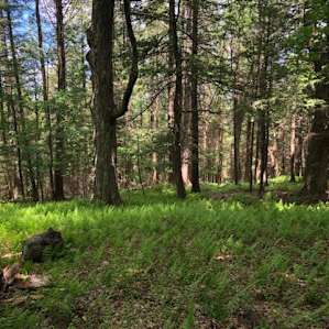 The woods behind the cabin