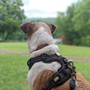 Daisy still pondering life as a sheep.