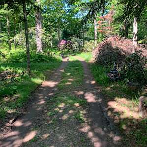 Maine WildWalkWaysTHREE