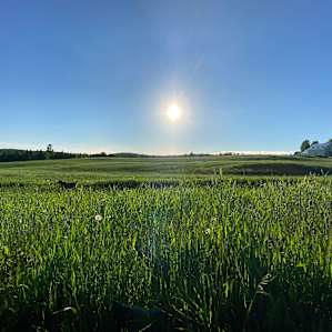 Beautiful Sunset over the fields of Rye