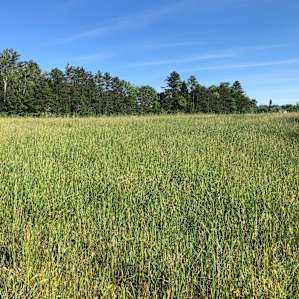 Monadnock Camp On Lily Pond