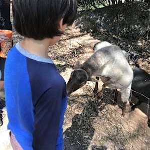 BoPeep Sheep Farm