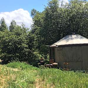 Yurt in the orchard