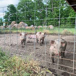 Simpson Family Farm