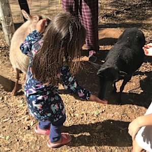 BoPeep Sheep Farm