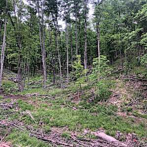 Firefly Woods