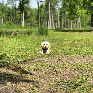 Firefly Woods