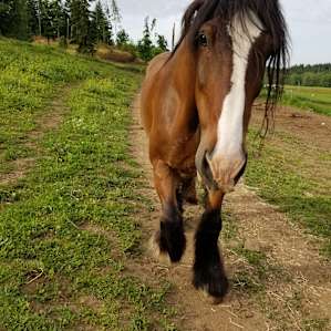 Horse Lovers Paradise - Hillside