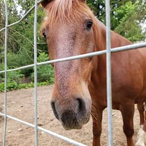 Horse Lovers Paradise - Hillside