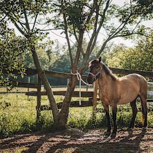 The handsome BLM mustang Smarty