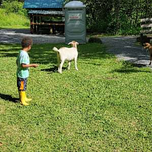 Brenda brought her goats over for a visit, my son loved meeting them.