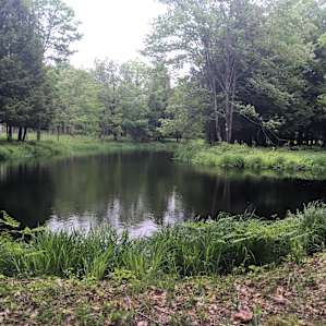 Firefly Woods