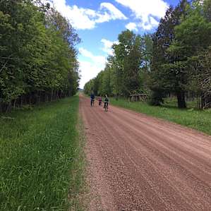 Firefly Woods