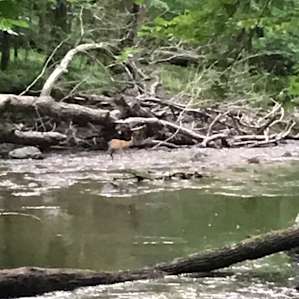 Creek Side Escape