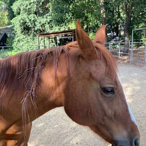 One of the beautiful, but shy, horses.