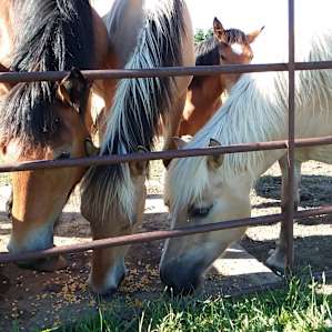 Their names are (from left to right) Ruby - Solomon - Phoenix - Diamond. Or is is Phoenix the Ruby? Shoot, I forgot. They are sisters one year apart. The three girls (including Diamond) are Haflingers. Solomon is a gelding Norwegian Fjord.