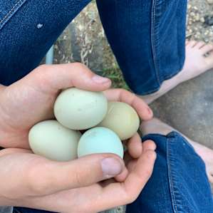 Yaya let us gather eggs from her coop for breakfast.