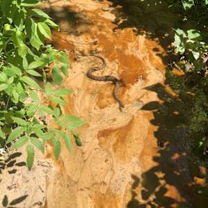 Snake on the nearby park trails