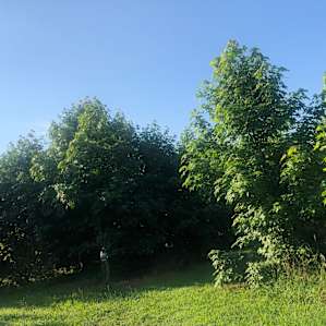 Camps can be found throughout this “mini-forest”