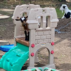 Goat playground