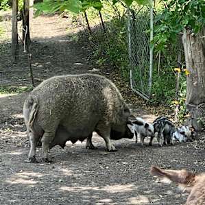 Mama and 3 piglets