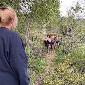 Goat jamb on the trail