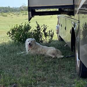 The working ranch dog came to visit.