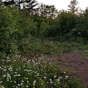 Wild flowers