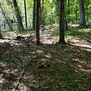 Camp Escape: The Woods