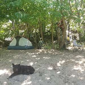 Camp set up next to the river + Tule , the dog