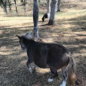 Friendly mini horse/donkey on the campsite