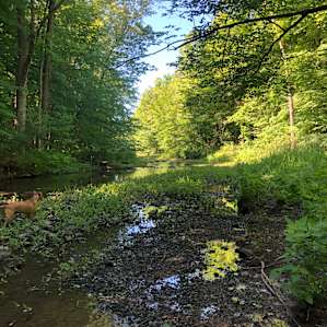 Secluded Sites along Sterling Creek
