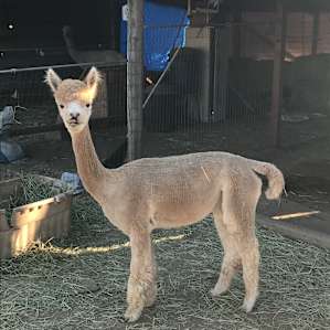 Camp with the Alpacas