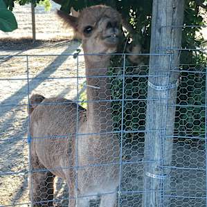 Camp with the Alpacas
